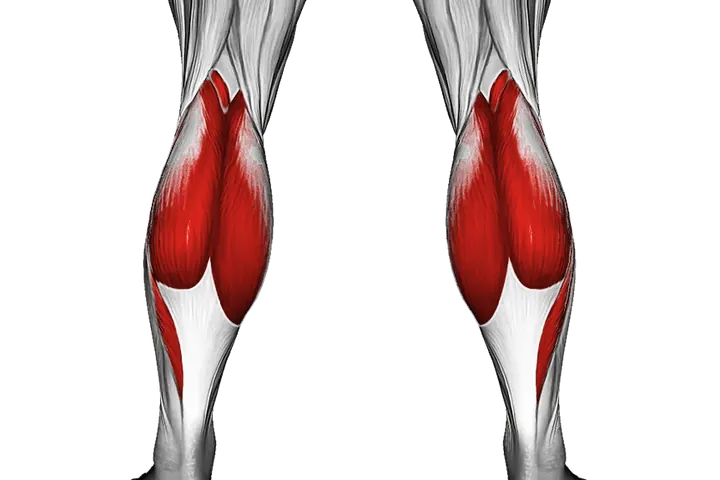Calves