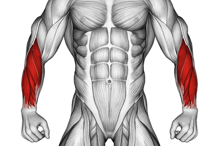 Forearms