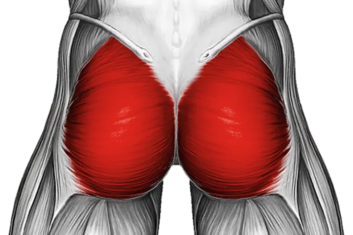 Glutes