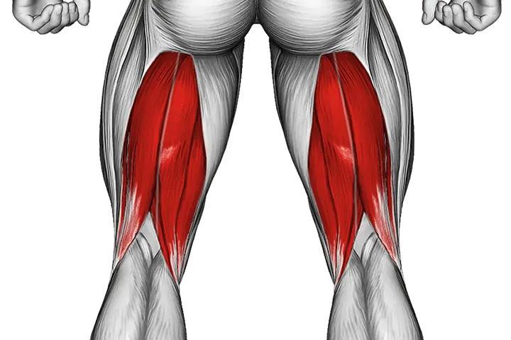 Hamstrings