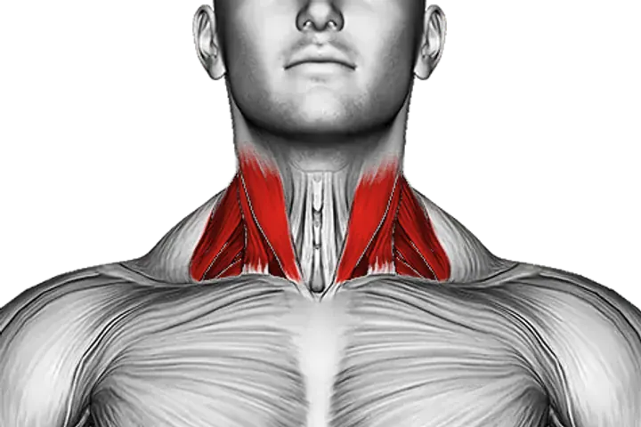 Neck