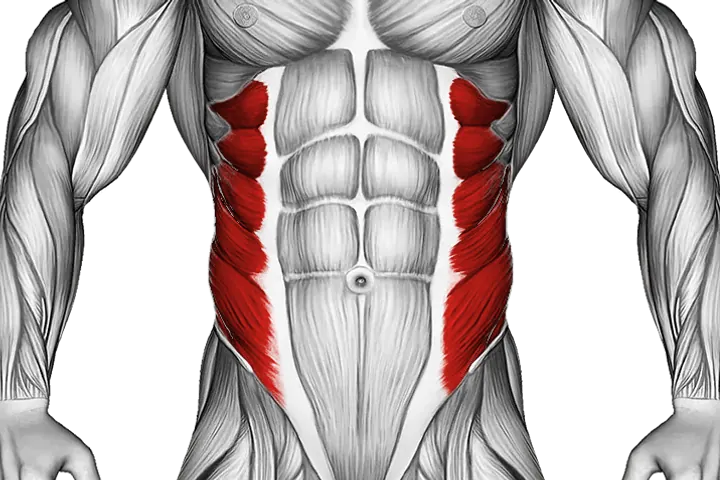 Obliques