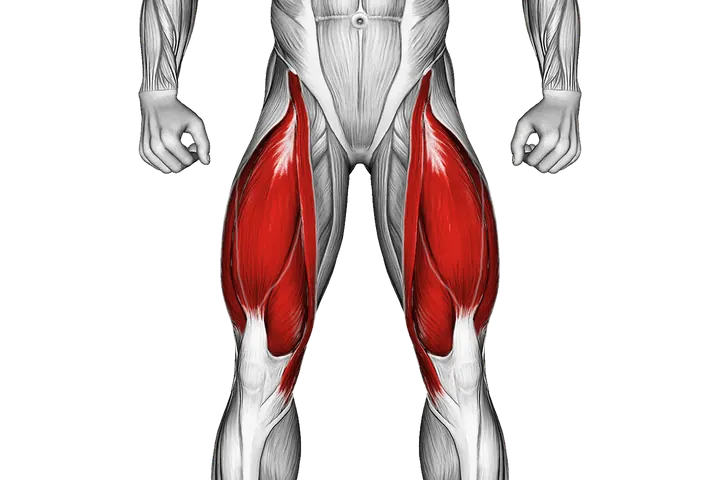 Quadriceps