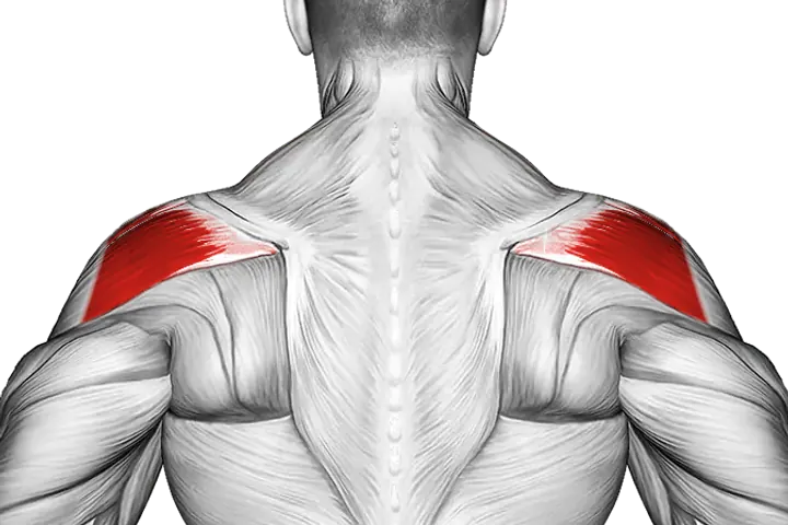 Rear delts