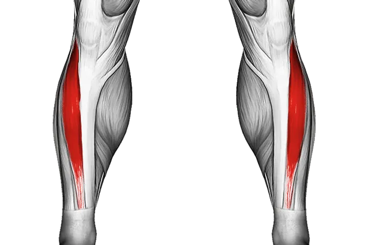 Tibialis