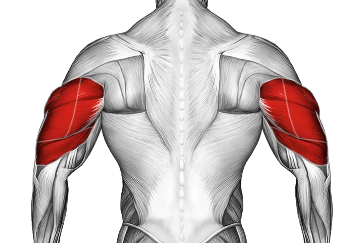 Triceps