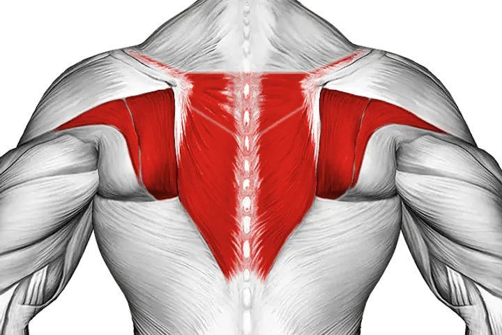 Upper back