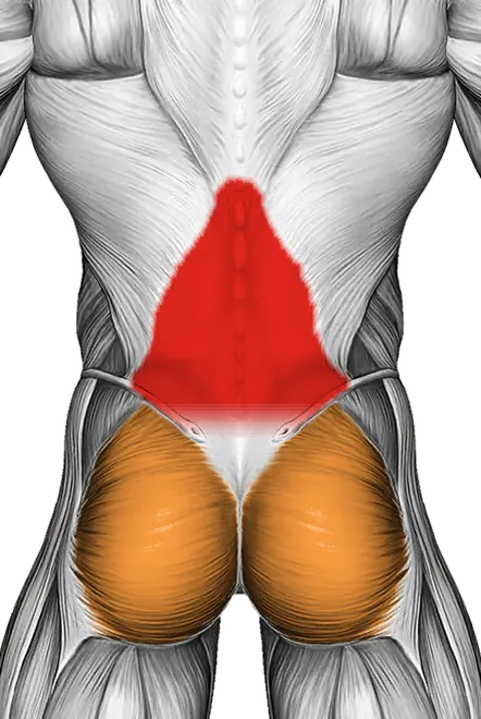 Cat Stretch — Muscles worked: Lower back, Core, Glutes (Back)