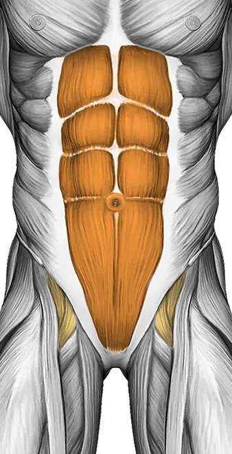 Cat Stretch — Muscles worked: Lower back, Core, Glutes (Front)