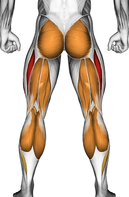 Walking on Incline Treadmill — Muscles worked: Quadriceps, Glutes, Hamstrings, Calves (Back)