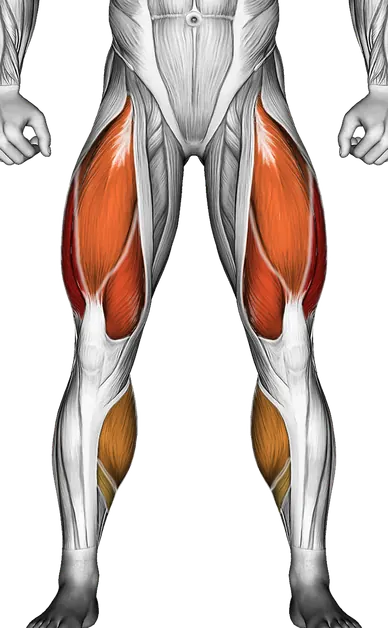 Walking on Incline Treadmill — Muscles worked: Quadriceps, Glutes, Hamstrings, Calves (Front)