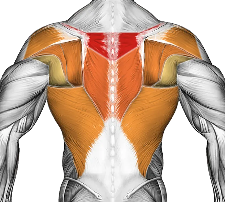 Roll Middle Back Lying on Floor — Muscles worked: Upper back, Rear delts, Lats