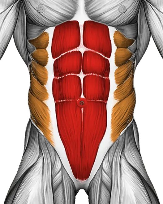 Curl Up — Muscles worked: Core, Obliques