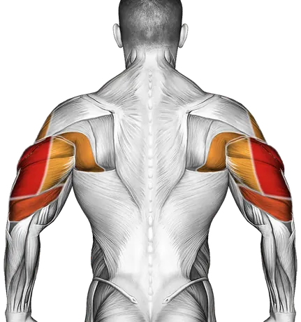 Handstand Push-Up — Muscles worked: Triceps, Chest, Serratus, Front delts, Side delts, Lats (Back)