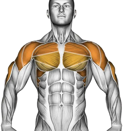 Handstand Push-Up — Muscles worked: Triceps, Chest, Serratus, Front delts, Side delts, Lats (Front)