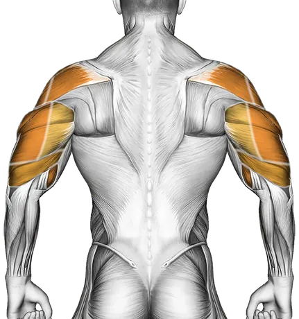 EZ Barbell Anti Gravity Press — Muscles worked: Front delts, Chest, Side delts, Rear delts, Biceps, Triceps, Forearms (Back)