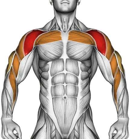 EZ Barbell Anti Gravity Press — Muscles worked: Front delts, Chest, Side delts, Rear delts, Biceps, Triceps, Forearms (Front)