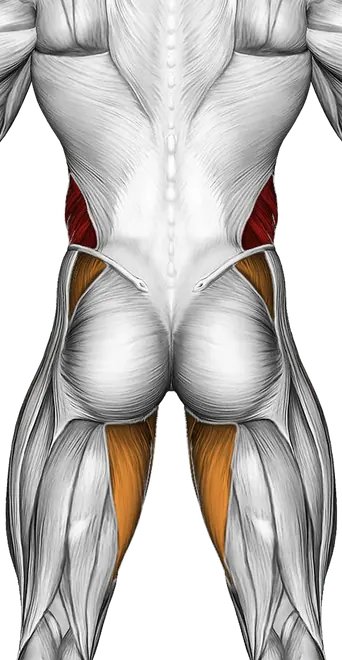Side Bridge Hip Abduction — Muscles worked: Obliques, Abductors, Adductors (Back)