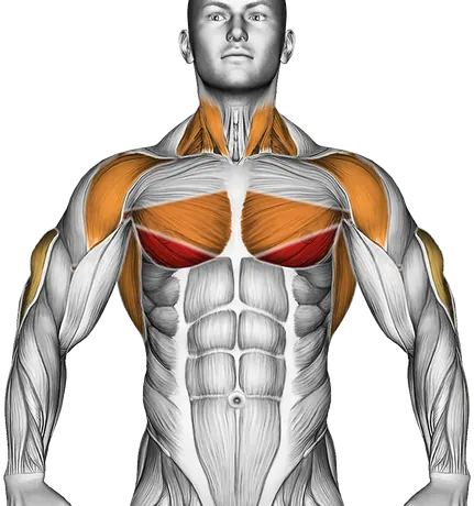 Dip on Floor with Chair — Muscles worked: Chest, Front delts, Lats, Triceps, Neck (Front)