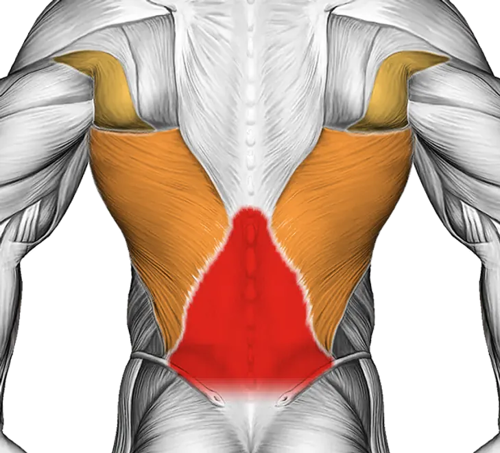 Sitting Bent Over Back Stretch — Muscles worked: Lower back, Lats
