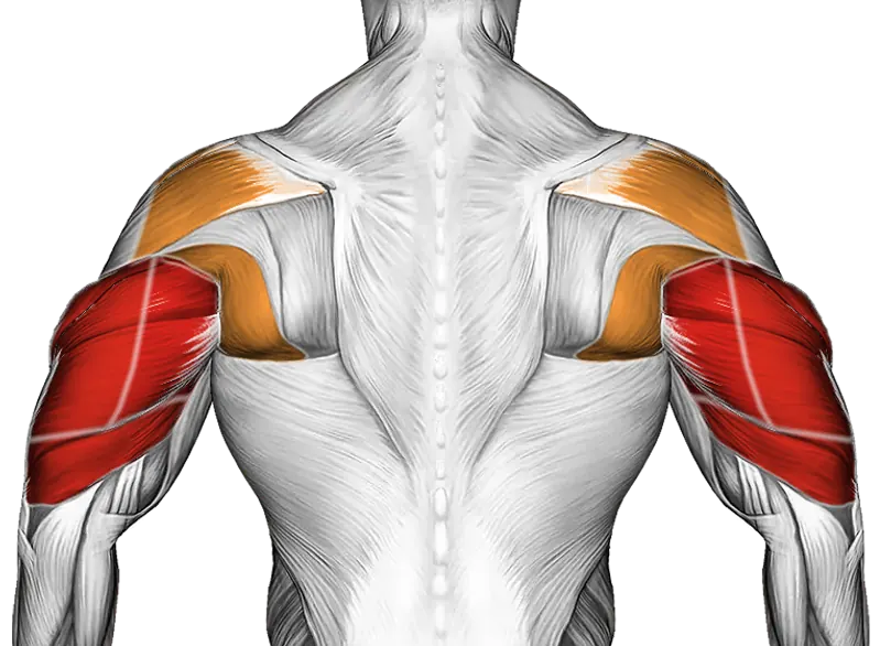 Cable Rear Drive — Muscles worked: Triceps, Rear delts, Lats