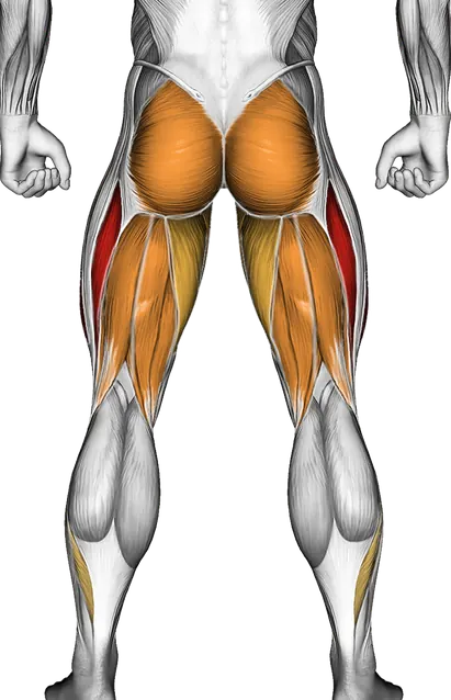 Leg Press Form: Quads, Glutes and Safe Depth — Muscles worked: Quadriceps, Glutes, Hamstrings, Adductors, Abductors, Calves (Back)