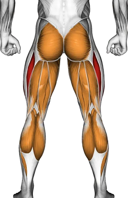 Walking on Stepmill — Muscles worked: Quadriceps, Glutes, Abductors, Adductors, Hamstrings, Calves (Back)