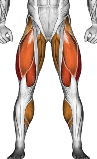 Walking on Stepmill — Muscles worked: Quadriceps, Glutes, Abductors, Adductors, Hamstrings, Calves (Front)