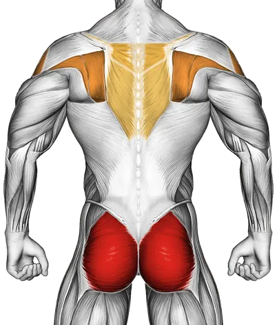 Band Lying Hip External Rotation — Muscles worked: Glutes, Side delts, Upper back (Back)
