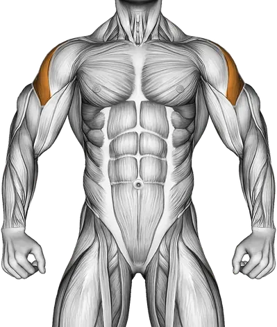 Band Lying Hip External Rotation — Muscles worked: Glutes, Side delts, Upper back (Front)