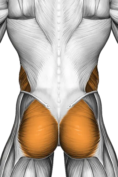 Dead Bug with Stability Ball — Muscles worked: Core, Obliques, Glutes (Back)