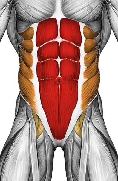 Dead Bug with Stability Ball — Muscles worked: Core, Obliques, Glutes (Front)