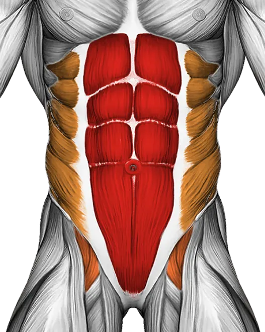 Dumbbell Sit-Up — Muscles worked: Core, Obliques