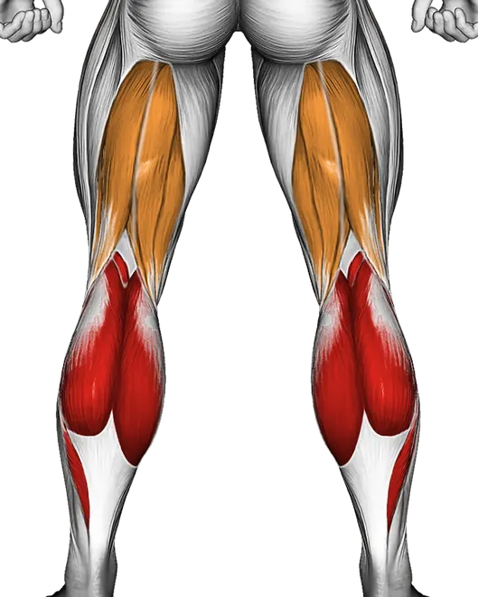 Calves Stretch — Muscles worked: Calves, Hamstrings