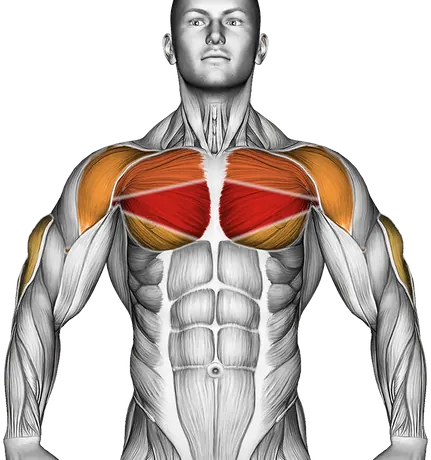 Push-Up — Muscles worked: Chest, Front delts, Triceps (Front)