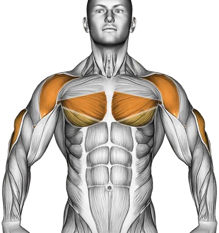 Barbell JM Bench Press — Muscles worked: Triceps, Chest, Front delts (Front)