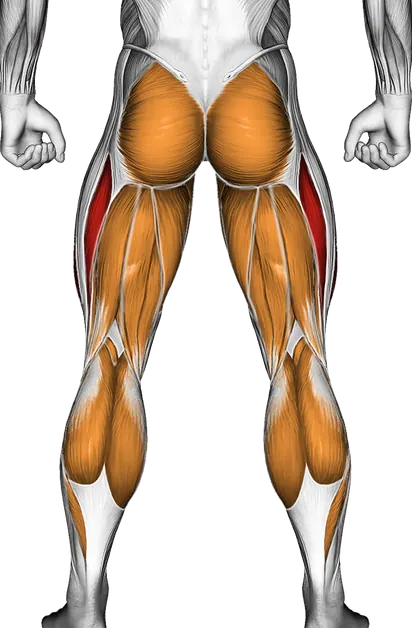 Walk Wave Machine — Muscles worked: Quadriceps, Glutes, Adductors, Hamstrings, Calves (Back)