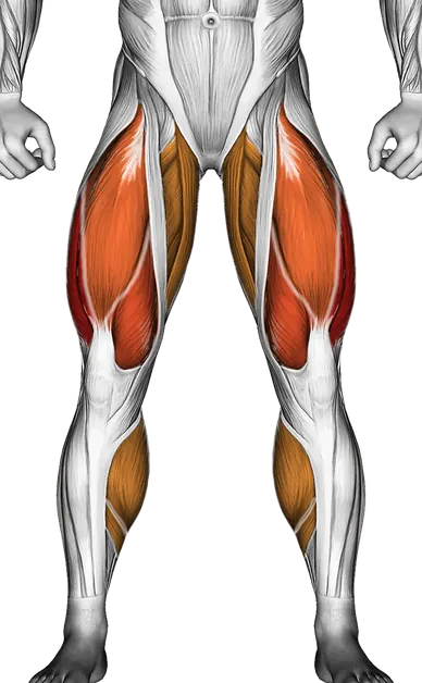 Walk Wave Machine — Muscles worked: Quadriceps, Glutes, Adductors, Hamstrings, Calves (Front)