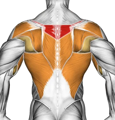 Bottle Weighted Gorilla Row — Muscles worked: Upper back, Rear delts, Lats, Biceps (Back)