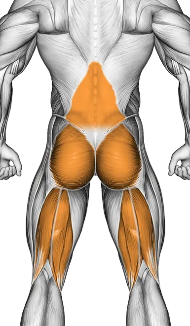 Cobra Yoga Pose — Muscles worked: Core, Lower back, Glutes, Hamstrings (Back)