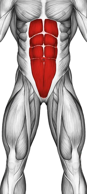 Cobra Yoga Pose — Muscles worked: Core, Lower back, Glutes, Hamstrings (Front)
