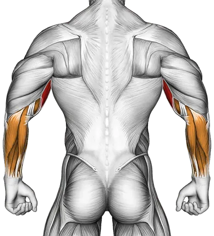 Dumbbell One Arm French Press on Exercise Ball — Muscles worked: Biceps, Forearms (Back)