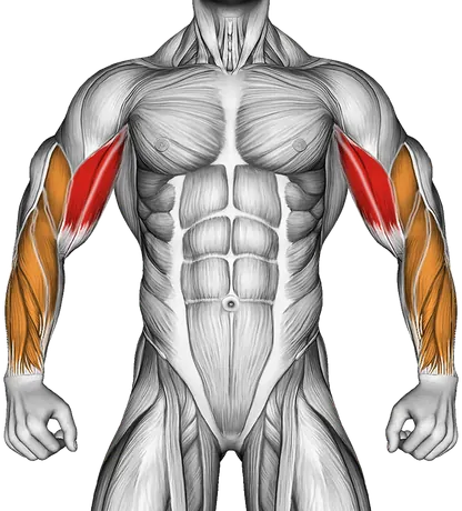 Dumbbell One Arm French Press on Exercise Ball — Muscles worked: Biceps, Forearms (Front)