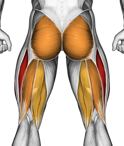 Side Bridge with Bent Leg — Muscles worked: Quadriceps, Glutes, Hamstrings (Back)