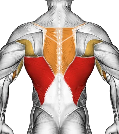 Wide Grip Pull-Up — Muscles worked: Lats, Upper back, Biceps, Forearms (Back)