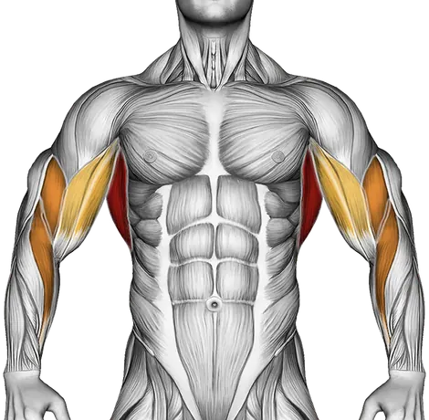 Wide Grip Pull-Up — Muscles worked: Lats, Upper back, Biceps, Forearms (Front)