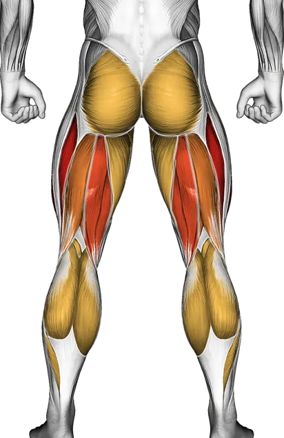 Knee Pain from Lifting: Causes, Fixes and When to See a Doctor — Muscles worked: Quadriceps, Hamstrings, Glutes, Abductors, Adductors, Calves (Back)