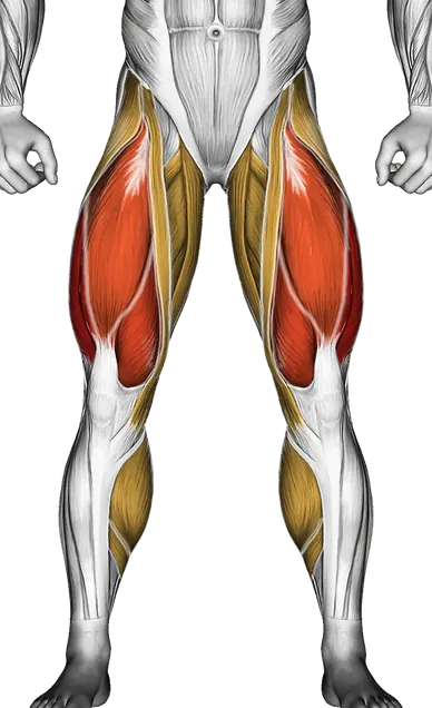 Knee Pain from Lifting: Causes, Fixes and When to See a Doctor — Muscles worked: Quadriceps, Hamstrings, Glutes, Abductors, Adductors, Calves (Front)