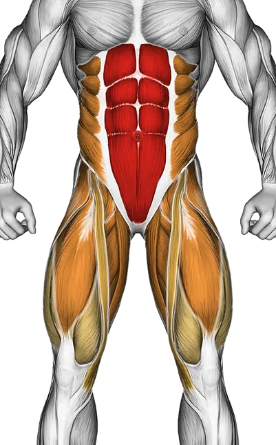 Hanging Pike — Muscles worked: Core, Obliques, Abductors, Quadriceps, Adductors (Front)