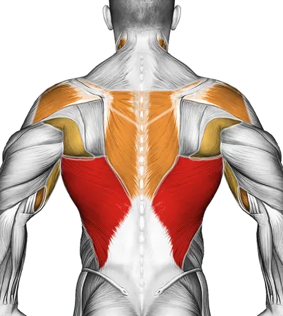 Close Grip Chin-Up — Muscles worked: Lats, Rear delts, Upper back, Biceps, Forearms, Neck (Back)